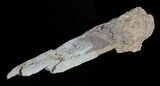 Pterosaurs Phalanx (Wing Bone)- Kansas #61450-4